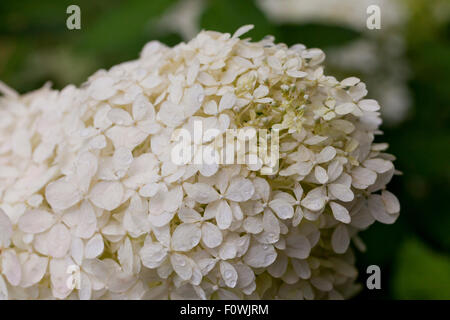 PeeGee 'Grandiflora' hydrangea en pleine floraison (paniculata) - Virginia USA Banque D'Images