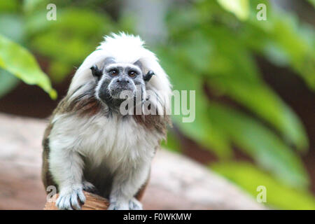 Coton-top mignon Tamarin monkey assis sur une branche Saguinus oedipus Banque D'Images