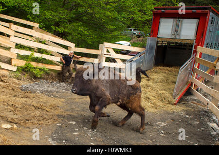 Libération de bison d'Europe / Bison (Bison bonasus) dans la réserve naturelle des montagnes Tarcu, zone Natura 2000, Carpates, Roumanie. Mai 2014. Banque D'Images