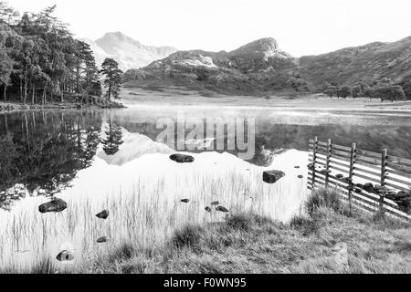 Une près de reflète parfaitement le côté Langale Pikes et Pike dans Blea Tarn, peu dans le Langdale Parc National de Lake District Banque D'Images