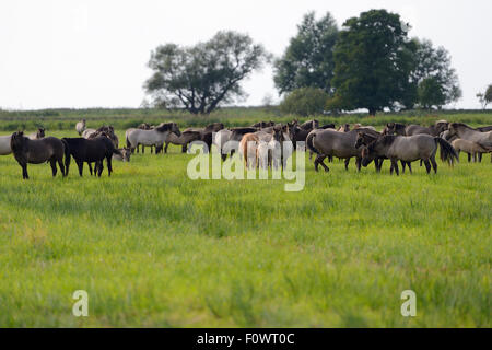 Chevaux Konik le pâturage dans le Parc Naturel du Delta de l'Odra, réserve privée appartenant à M. Rabski, près de Kopice, Oder delta, Pologne, août. Banque D'Images