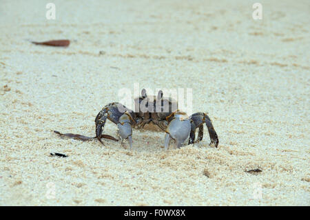 Les Seychelles. 15 Oct, 2014. Le crabe fantôme rose (Ocypode ryderi) effacer burrow de sable à marée basse, Denis Island, de l'Océan Indien, les Seychelles © Andrey Nekrasov/ZUMA/ZUMAPRESS.com/Alamy fil Live News Banque D'Images