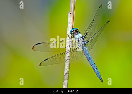 L'Est de l'Pondhawk Dragonfly Banque D'Images