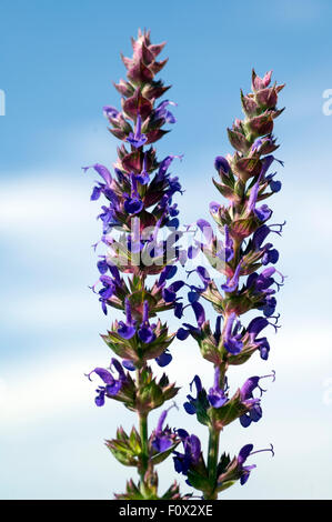 Salvia nemorosa, ostfriesland, Steppensalbei, Banque D'Images