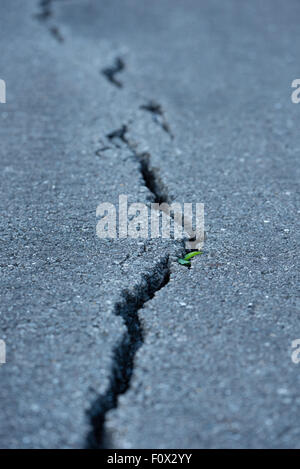 Une longue fissure de vent sur une rue pavée avec une petite plante qui pousse en elle. Banque D'Images