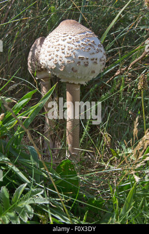 Les jeunes longue tige coulemelle (Macrolepiota procera ou Lepiota procera) sur l'herbe haute. Pays de Galles Pembrokeshire Coast, UK Banque D'Images