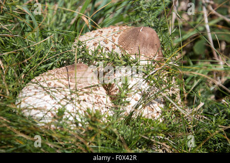 Grande maturité coulemelle (Macrolepiota procera ou Lepiota procera) sur l'herbe haute. Pays de Galles Pembrokeshire Coast, UK Banque D'Images
