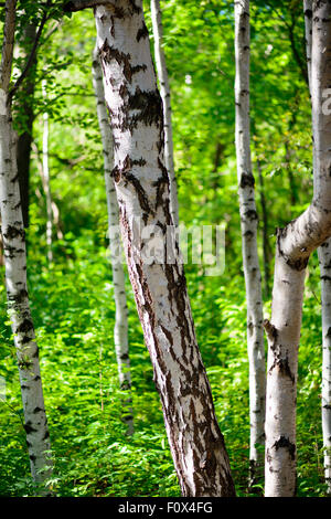 - Un fond naturel de bouleau d'été Banque D'Images