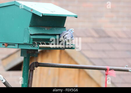 Le Geai bleu (Cyanocitta cristata) sur un jardin mangeoire pour oiseaux. Banque D'Images