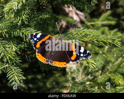 L'amiral rouge papillon, Vanessa atalanta, assis sur une branche Banque D'Images