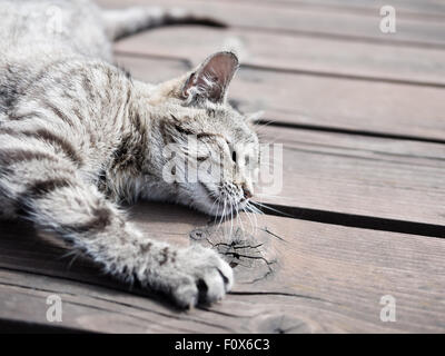 Lazy cat allongé sur un bois, couleurs douces Banque D'Images