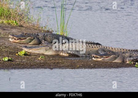 Alligator Alligator mississippiensis () Banque D'Images