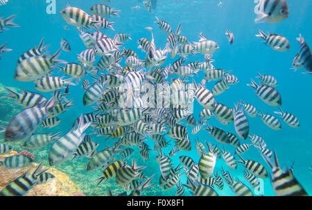 Banc de demoiselles sergent-major Abudefduf saxatilis sur un récif de coraux tropicaux Banque D'Images