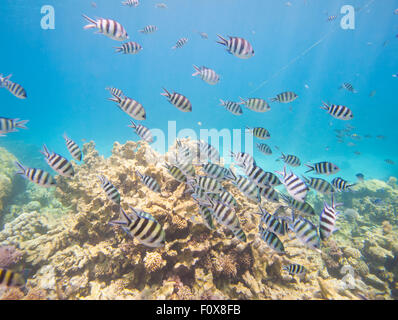 Banc de demoiselles sergent-major Abudefduf saxatilis sur un récif de coraux tropicaux Banque D'Images