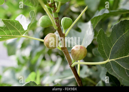 Succursale de fig avec quatre- fruits mûrs et deux deux green Banque D'Images