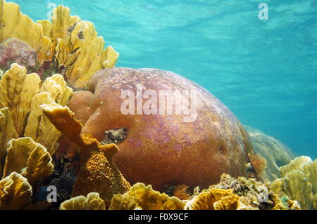 Les coraux sous l'eau avec la surface de l'eau en arrière-plan, scène naturelles, mer des Caraïbes Banque D'Images