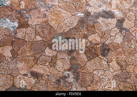 Lichens crustacés formant modes sur une roche, Ardnamurchan, Ecosse. Banque D'Images