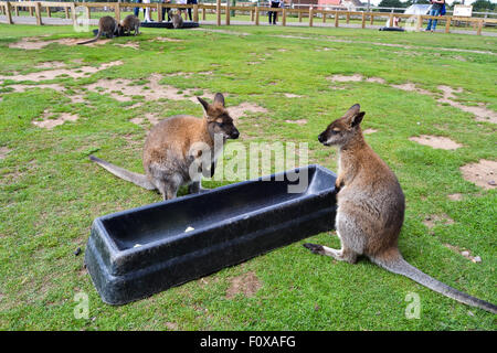 Le Wallaby couple having food en boîtier ouvert au Yorkshire Wildlife park Banque D'Images