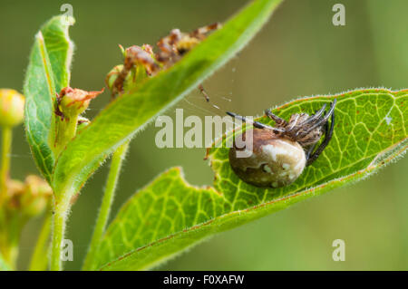 4 mâles et femelles Orb weaver spot, araignée Araneus diadematus, reposant sur une feuille dans la réserve naturelle de la Tourbière Askam, Yorkshire, Angleterre Banque D'Images