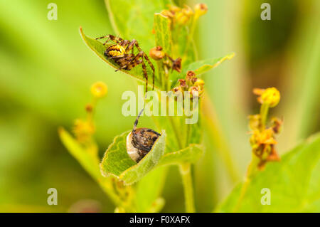 4 mâles et femelles Orb weaver spot, araignée Araneus diadematus, reposant sur une feuille dans la réserve naturelle de la Tourbière Askam, Yorkshire, Angleterre Banque D'Images