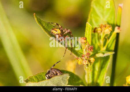 4 mâles et femelles Orb weaver spot, araignée Araneus diadematus, reposant sur une feuille dans la réserve naturelle de la Tourbière Askam, Yorkshire, Angleterre Banque D'Images