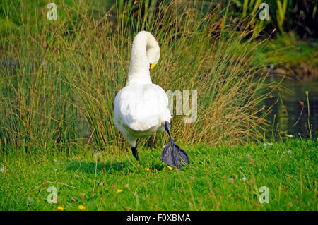 Le Cygne siffleur (Cygnus columbianus) étend ses jambes à London Wetland Centre, Angleterre. Banque D'Images