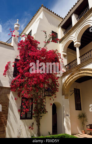 Cour intérieure de bougainvilliers de las casas de la juderia hotel Cordoba en Espagne Banque D'Images