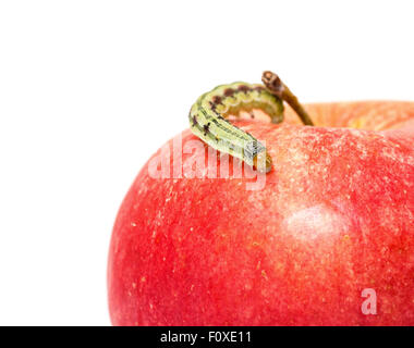 Chenille verte se meut sur pomme rouge, fond blanc Banque D'Images