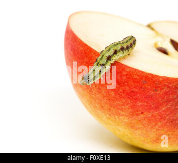 Chenille verte se meut sur pomme rouge, fond blanc Banque D'Images