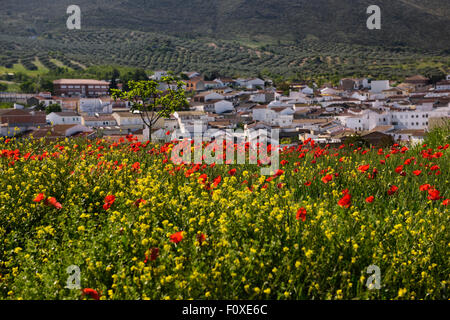 Coquelicots rouges et jaunes, les mauvaises herbes au-dessus de Puerto Lope fusée terres agricoles village Andalousie Espagne Banque D'Images