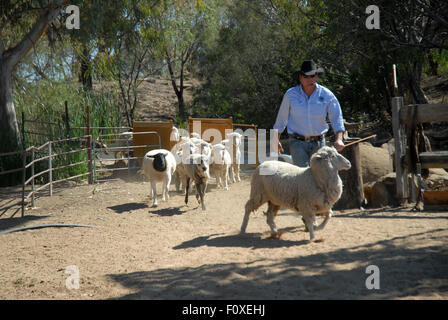 Lachie Cossor rassemblement des moutons, Stockman's Hall of Fame, Longreach, Queensland, Australie. Banque D'Images