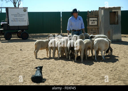 Lachie Cossor rassemblement des moutons, Stockman's Hall of Fame, Longreach, Queensland, Australie. Banque D'Images