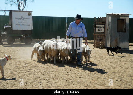 Lachie Cossor rassemblement des moutons, Stockman's Hall of Fame, Longreach, Queensland, Australie. Banque D'Images