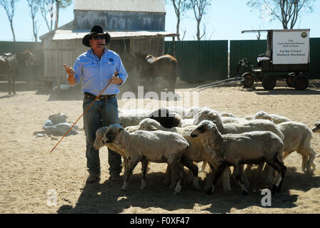 Lachie Cossor rassemblement des moutons, Stockman's Hall of Fame, Longreach, Queensland, Australie. Banque D'Images