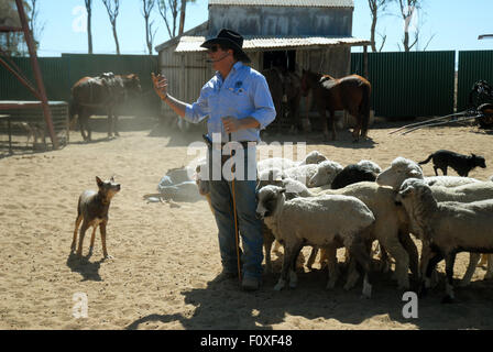 Lachie Cossor rassemblement des moutons, Stockman's Hall of Fame, Longreach, Queensland, Australie. Banque D'Images