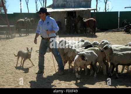 Lachie Cossor rassemblement des moutons, Stockman's Hall of Fame, Longreach, Queensland, Australie. Banque D'Images