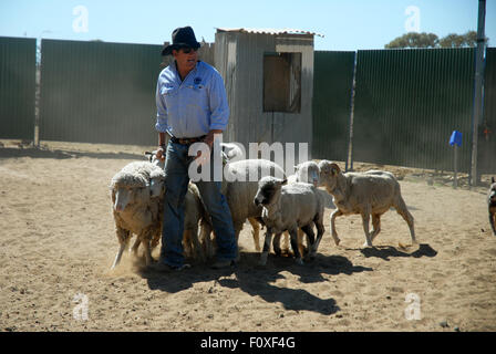 Lachie Cossor rassemblement des moutons, Stockman's Hall of Fame, Longreach, Queensland, Australie. Banque D'Images