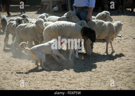 Lachie Cossor rassemblement des moutons, Stockman's Hall of Fame, Longreach, Queensland, Australie. Banque D'Images