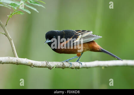 Oriole des vergers - mâle sur la migration Icterus spurius côte du golfe du Texas, USA BI027235 Banque D'Images