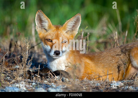 Renard roux en route Banque D'Images