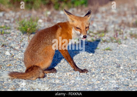 Renard roux en route Banque D'Images