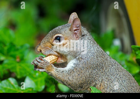 L'écureuil gris de manger des arachides Banque D'Images
