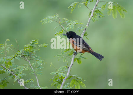 Oriole des vergers - mâle sur la migration Icterus spurius côte du golfe du Texas, USA BI027237 Banque D'Images