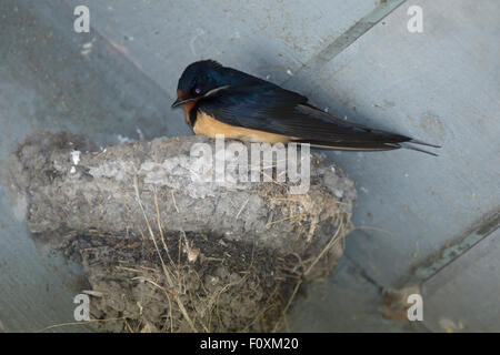 Swallow (Hirondelle) - le nid dans barn Hirundo rustica Ontario, Canada BI027259 Banque D'Images