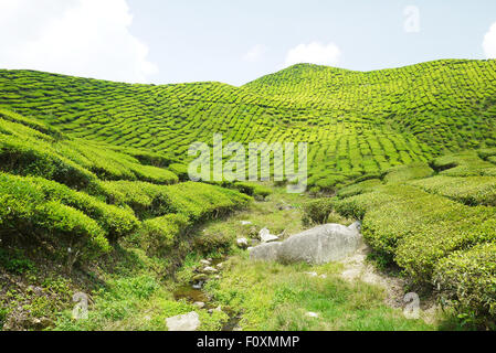 Une photo de la plantation de thé Boh en Cameron Highlands, Malaisie Banque D'Images