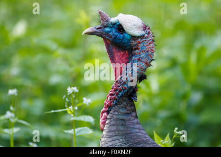 Turquie - homme chef Meleagris gallopavo Ontario, Canada BI027352 Banque D'Images
