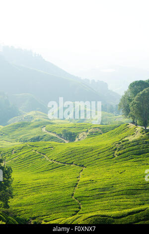 Une photo de la plantation de thé Boh en Cameron Highlands, Malaisie Banque D'Images