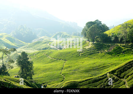 Une photo de la plantation de thé Boh en Cameron Highlands, Malaisie Banque D'Images