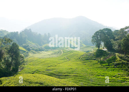 Une photo de la plantation de thé Boh en Cameron Highlands, Malaisie Banque D'Images