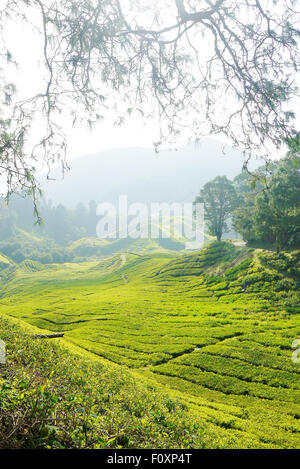 Une photo de la plantation de thé Boh en Cameron Highlands, Malaisie Banque D'Images